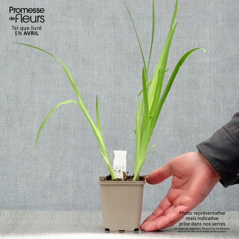 Exemplaar van Belamcanda chinensis - Luipaardbloem Kweekpotje van 8/9 cm zoals geleverd in de lente