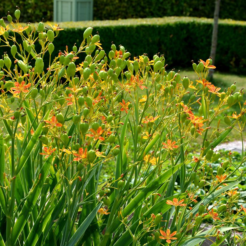 Belamcanda chinensis - Luipaardbloem (Groeiplaats)