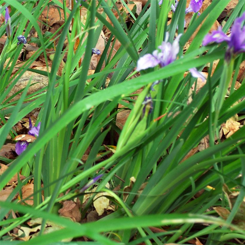 Iris douglasiana - Douglas iris (Blad)