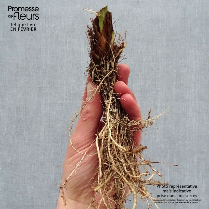 Example of Iris du Japon - Iris ensata Harlequinesque Naakte wortel as you get in hiver