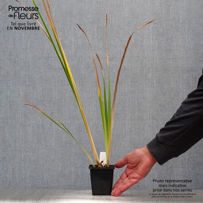 Exemplaar van Iris ensata Météor - Japanse iris Kweekpotje van 8/9 cm zoals geleverd in de herfst
