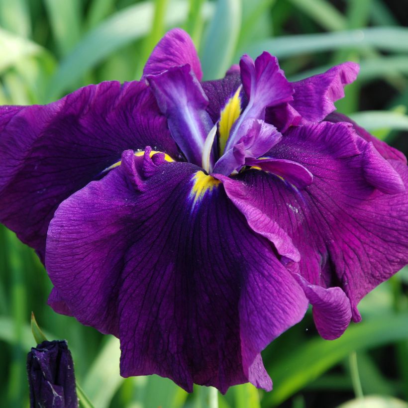 Iris ensata Royal Banner - Japanse iris (Bloei)