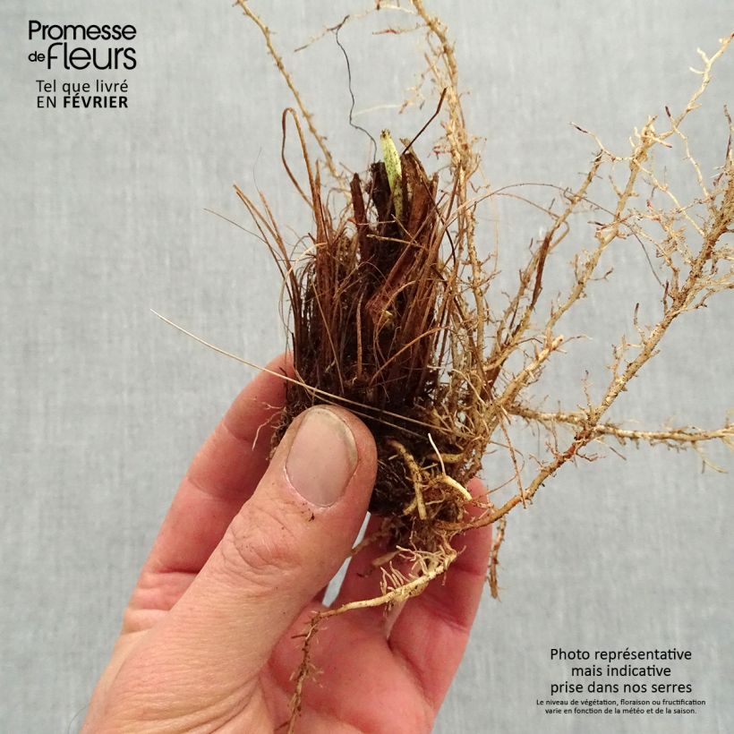 Example of Iris du Japon - Iris ensata Sugar Dome Naakte wortel as you get in hiver