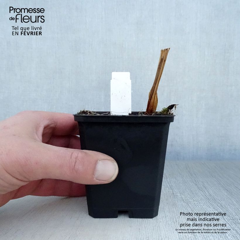 Example of Iris du Japon - Iris ensata Variegata Kweekpotje van 8/9 cm as you get in hiver