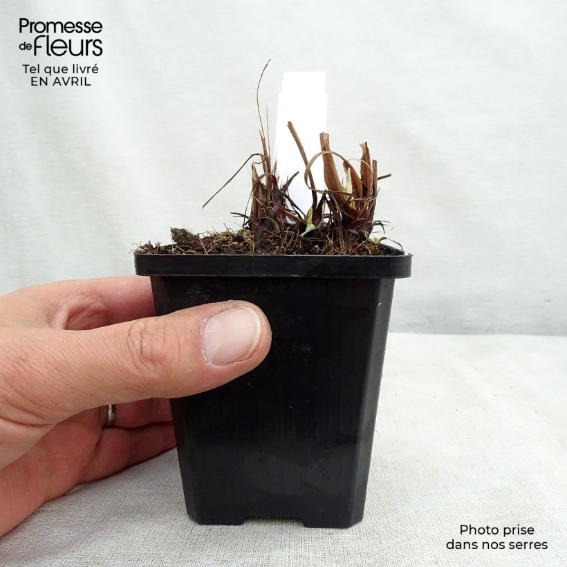 Exemplaar van Iris ensata Variegata - Japanse iris Kweekpotje van 8/9 cm zoals geleverd in de lente