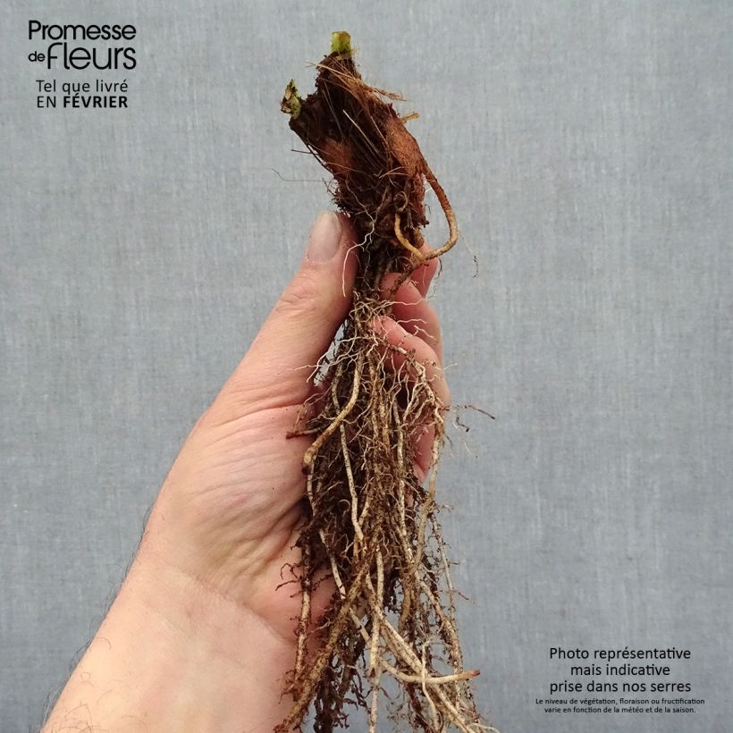 Example of Iris du Japon - Iris ensata Variegata Naakte wortel as you get in hiver