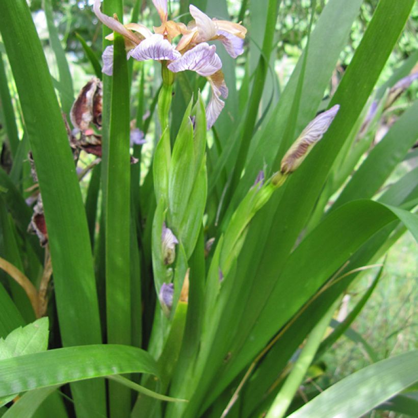 Iris foetidissima - Stinkende lis (Foliage)