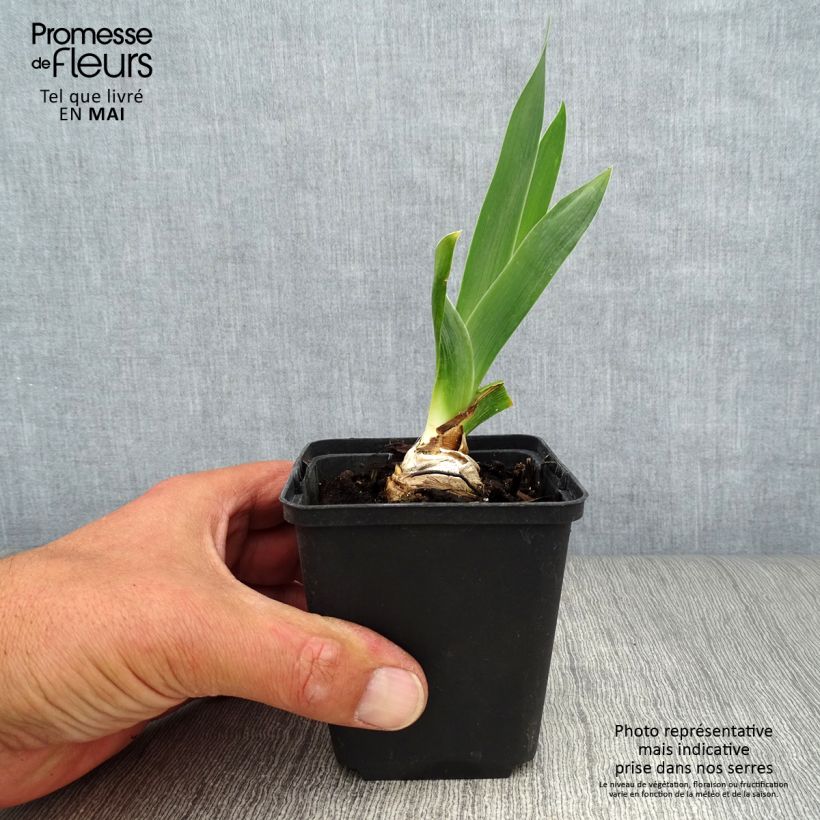 Exemplaar van Iris germanica Abondante Floraison - Baardiris Kweekpotje van 8/9 cm zoals geleverd in de lente