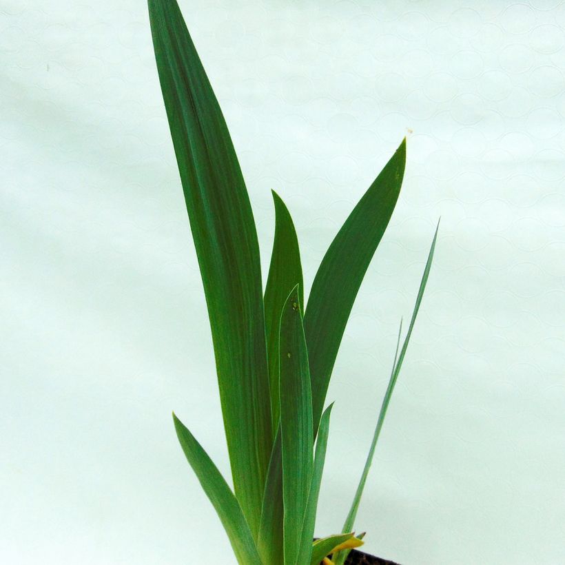 Iris germanica Alizes - Baardiris (Foliage)