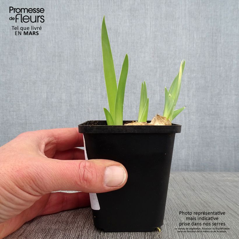 Example of Iris germanica Alizes - Baardiris Kweekpotje van 8/9 cm as you get in hiver