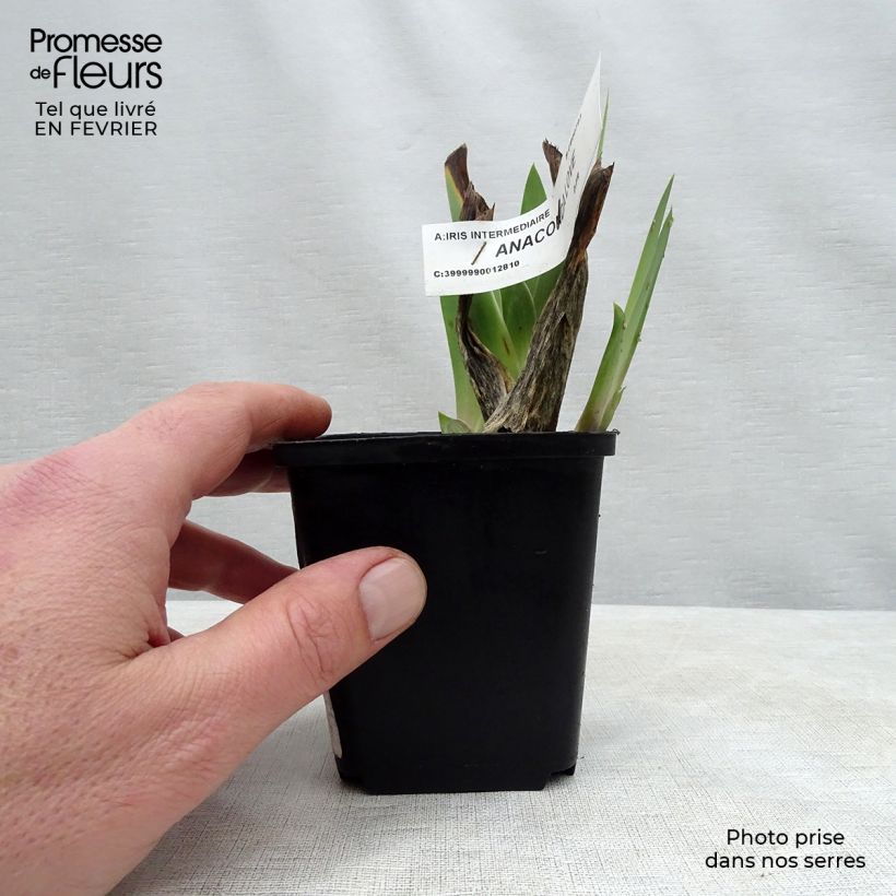 Exemplaar van Iris germanica Anaconda Love - Baardiris Kweekpotje van 8/9 cm zoals geleverd in de winter
