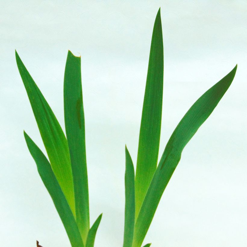 Iris germanica Anything Goes (Blad)