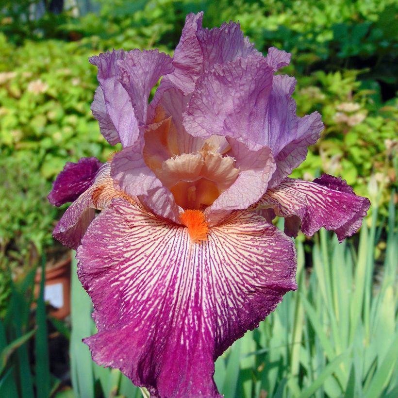 Iris germanica Anything Goes (Bloei)
