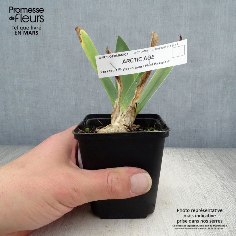Exemplaar van Iris germanica Arctic Age Kweekpotje van 8/9 cm zoals geleverd in de lente