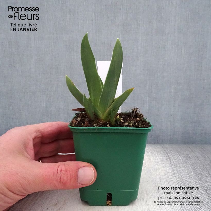 Example of Iris germanica Arpège - Iris des Jardins Kweekpotje van 8/9 cm as you get in hiver