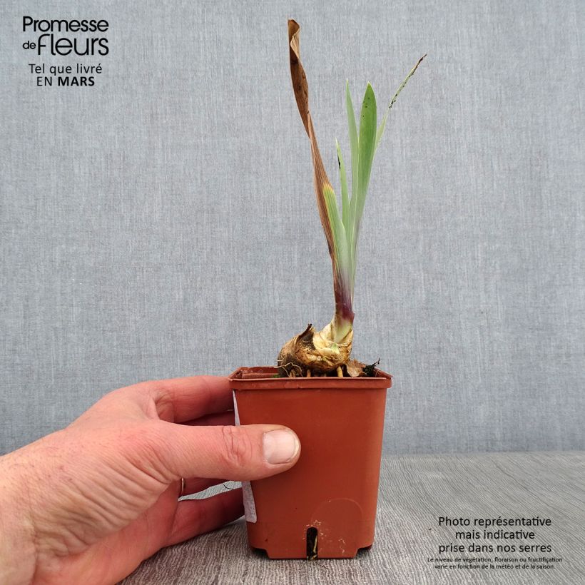 Example of Iris germanica Art Déco - Iris des Jardins Kweekpotje van 8/9 cm as you get in hiver