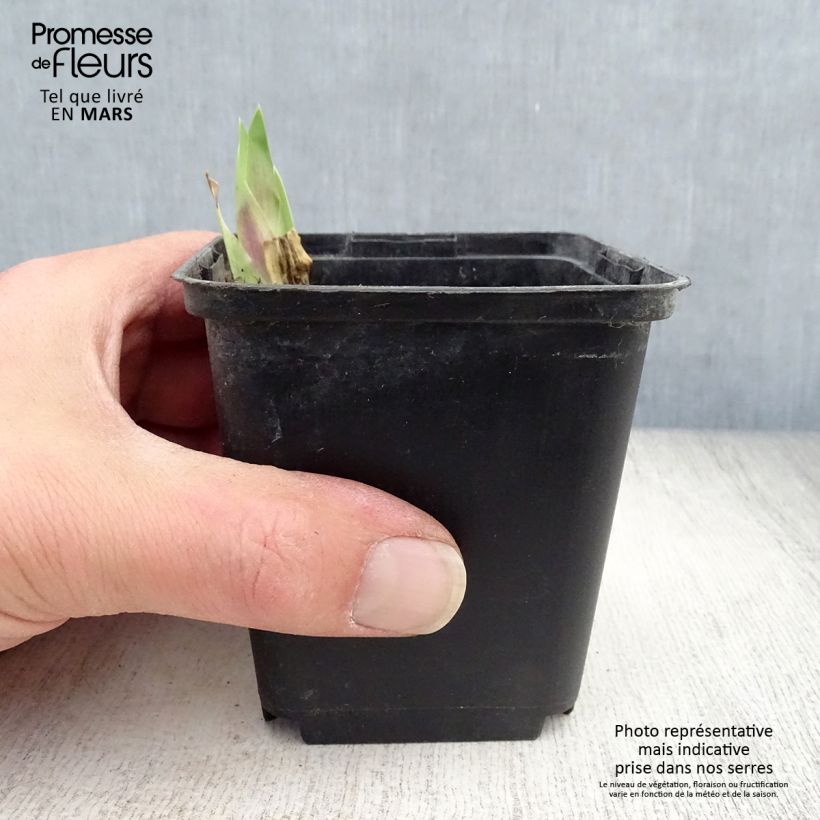 Exemplaar van Iris germanica Art Déco - Baardiris Kweekpotje van 8/9 cm zoals geleverd in de lente