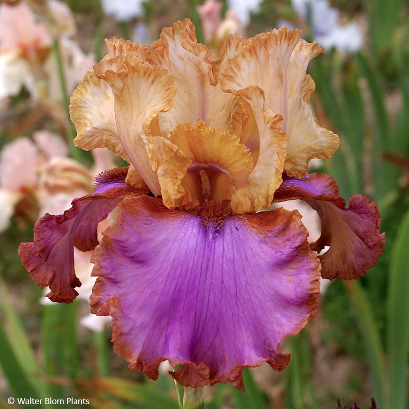Iris germanica Au Sommet - Baardiris (Bloei)