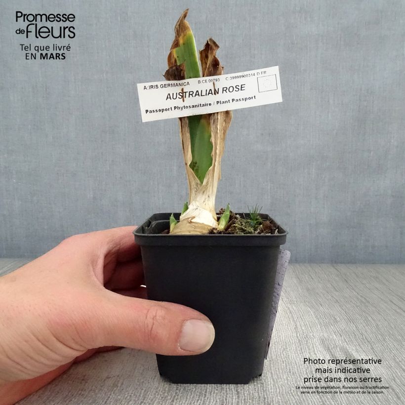 Exemplaar van Iris germanica Australian Rose - Baardiris roze Kweekpotje van 8/9 cm zoals geleverd in de lente