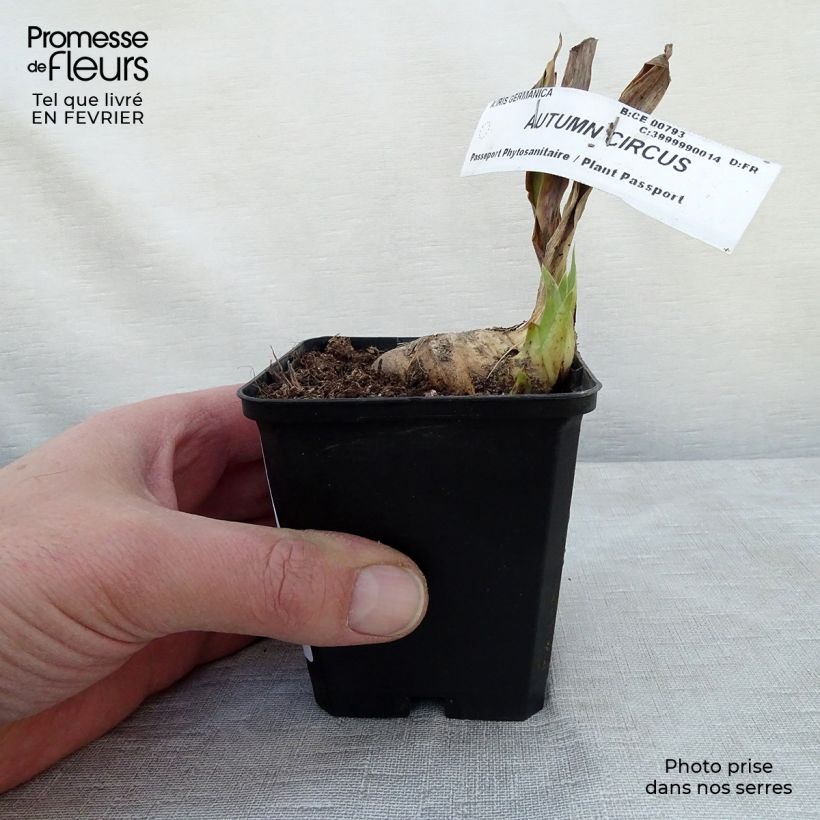 Example of Iris germanica Autumn Circus - Iris des Jardins Kweekpotje van 8/9 cm as you get in hiver