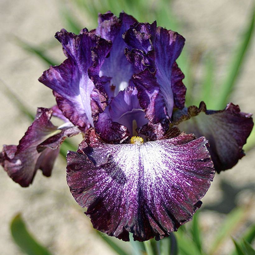 Iris germanica Ball of Confusion - Baardiris (Bloei)
