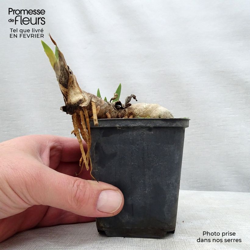 Exemplaar van Iris germanica Ball of Confusion - Baardiris Kweekpotje van 8/9 cm zoals geleverd in de winter