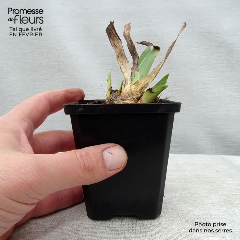 Exemplaar van Iris germanica Batik - Baardiris Kweekpotje van 8/9 cm zoals geleverd in de winter