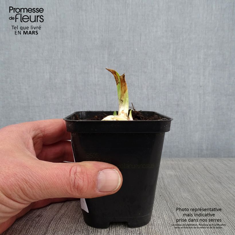 Example of Iris Barbata-Media Bedtime Story Kweekpotje van 8/9 cm as you get in hiver