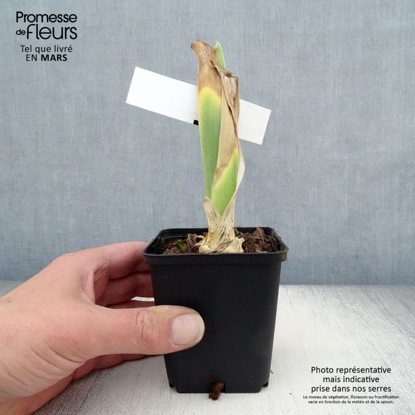 Exemplaar van Iris germanica Bewitchment - Baardiris Kweekpotje van 8/9 cm zoals geleverd in de lente