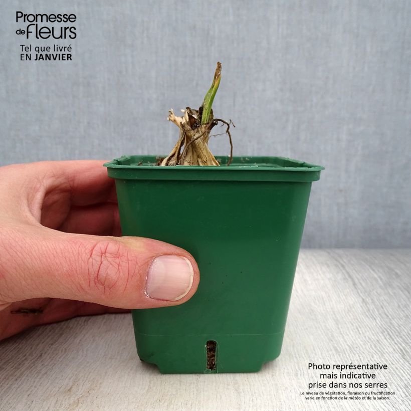 Example of Iris germanica Bishop's Robe - Iris des Jardins Kweekpotje van 8/9 cm as you get in hiver