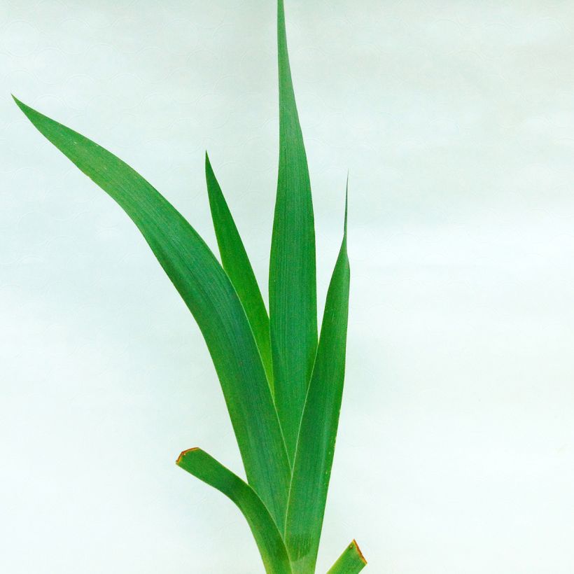 Iris germanica Black Suited - Baardiris (Foliage)