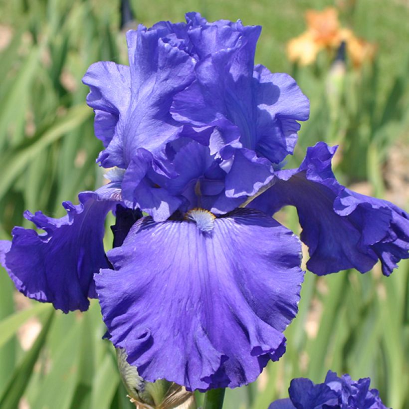 Iris germanica Blenheim Royal - Baardiris (Bloei)