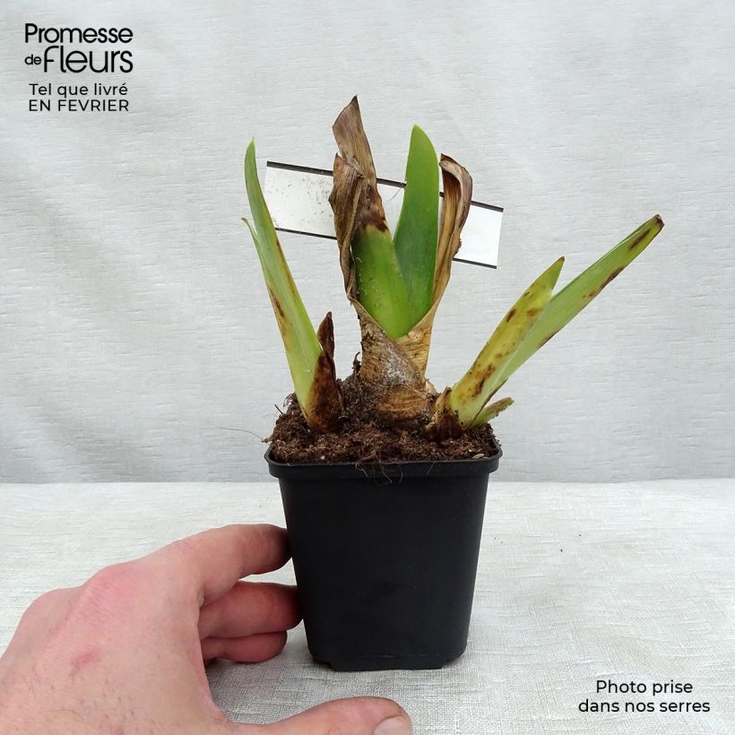 Exemplaar van Iris germanica Blenheim Royal - Baardiris Kweekpotje van 8/9 cm zoals geleverd in de winter