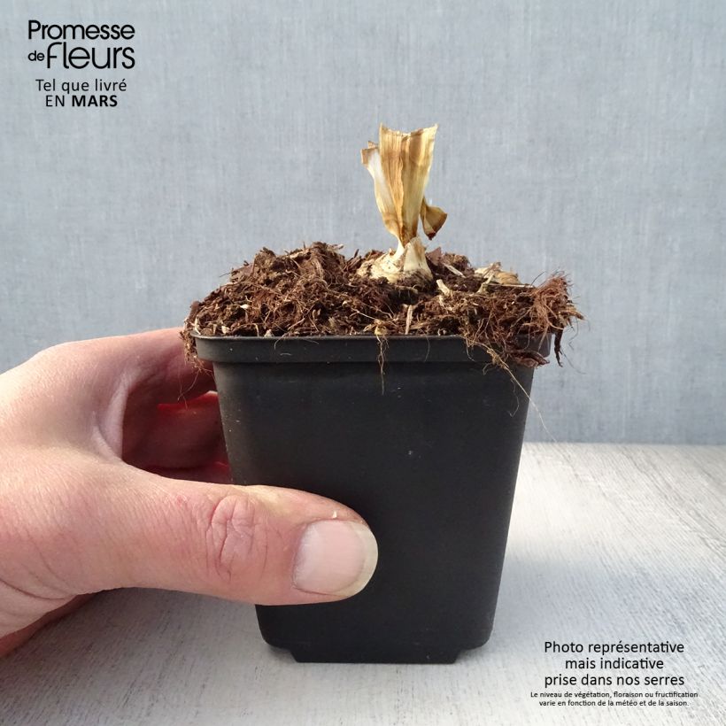 Exemplaar van Iris germanica Blenheim Royal - Baardiris Kweekpotje van 8/9 cm zoals geleverd in de lente