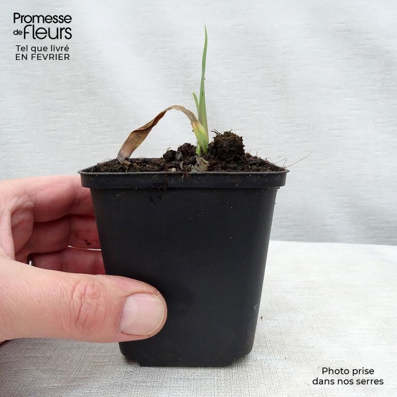 Exemplaar van Iris germanica Bleu de Gien - Baardiris Wortelstok, diameter 10–15 mm, extra kwaliteit zoals geleverd in de winter