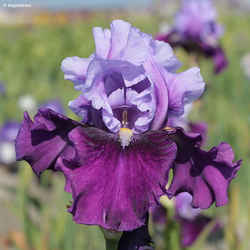 Iris germanica Bluebird Wine - Baardiris (Flowering)