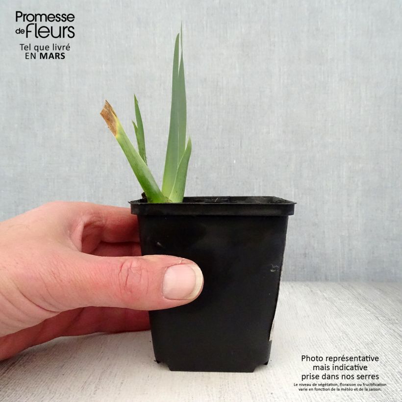 Exemplaar van Iris germanica Brin de Folie - Baardiris Kweekpotje van 8/9 cm zoals geleverd in de lente