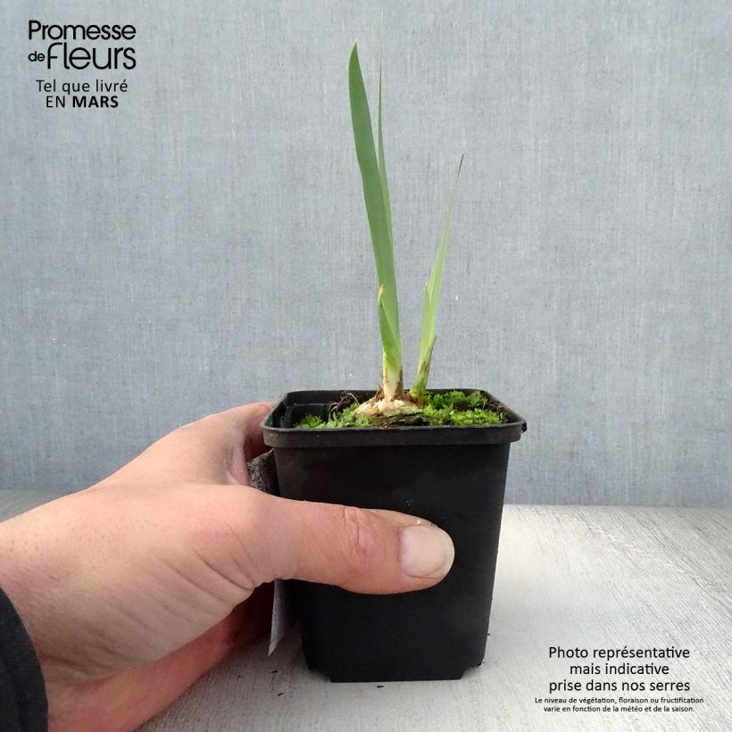 Exemplaar van Iris germanica Bruno - Baardiris Kweekpotje van 8/9 cm zoals geleverd in de lente