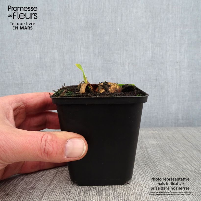 Example of Iris germanica Bruno - Iris des Jardins Kweekpotje van 8/9 cm as you get in hiver