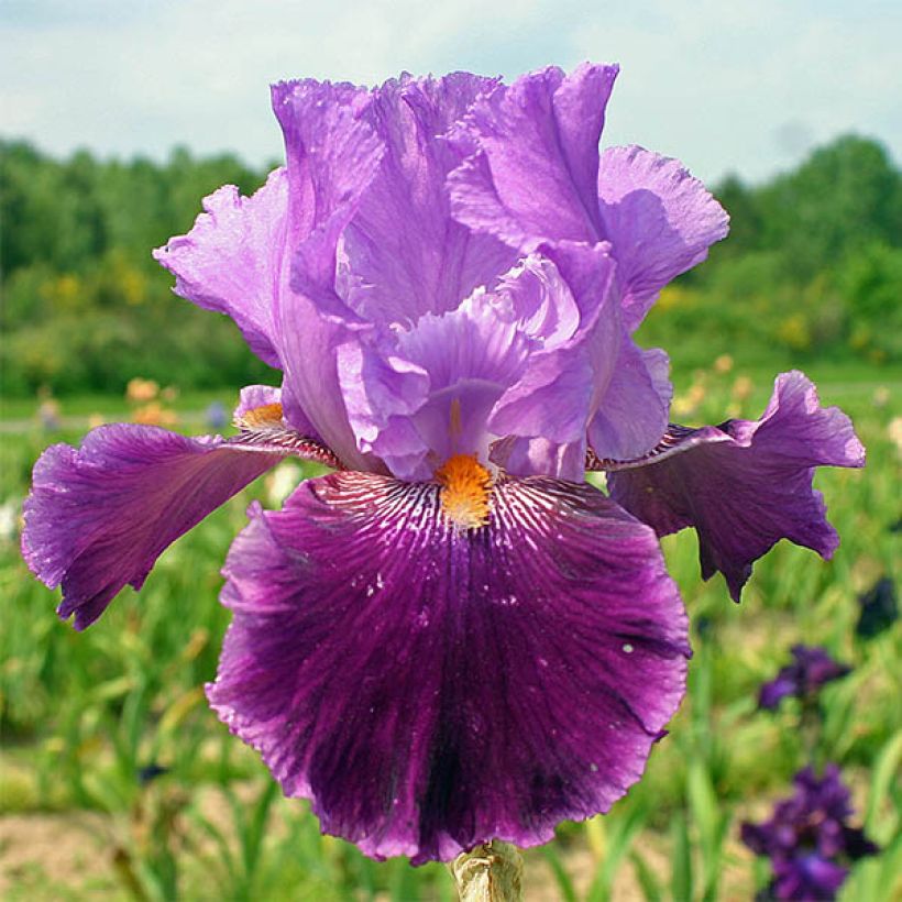 Iris germanica Buc Joyeux Anniversaire - Baardiris (Bloei)