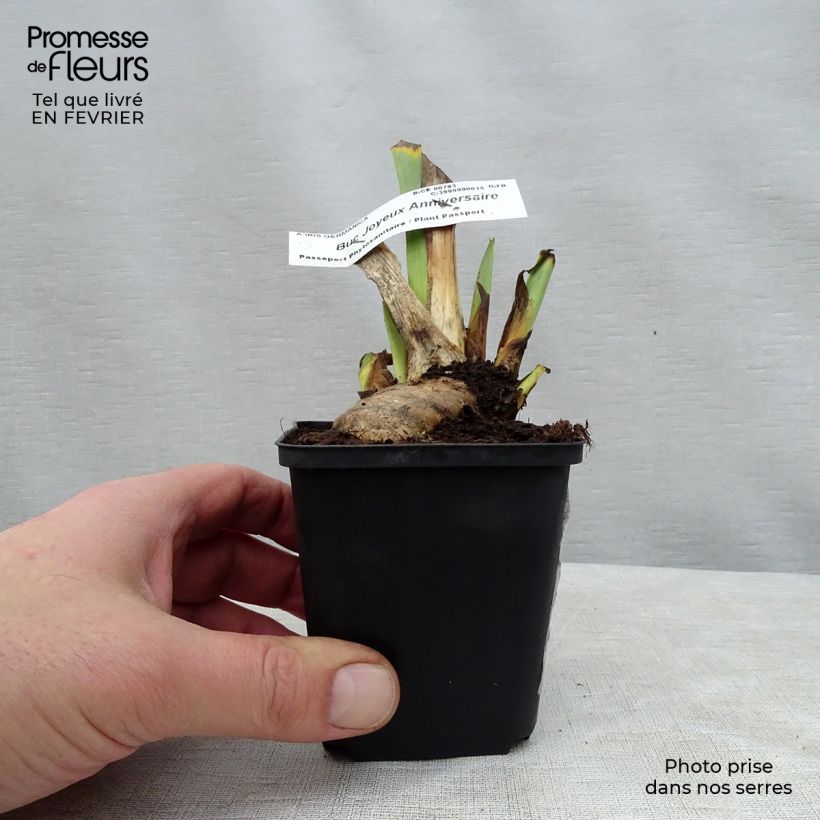 Exemplaar van Iris germanica Buc Joyeux Anniversaire - Baardiris Kweekpotje van 8/9 cm zoals geleverd in de winter