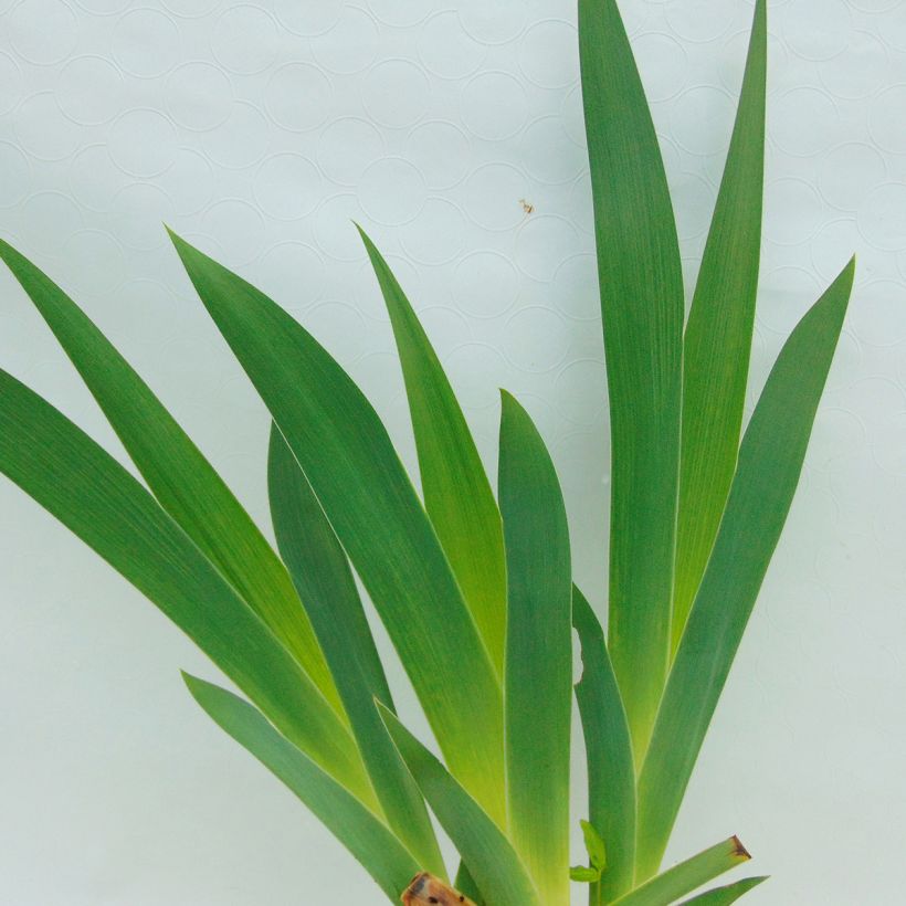 Iris germanica Burnt Toffee - Baardiris (Foliage)