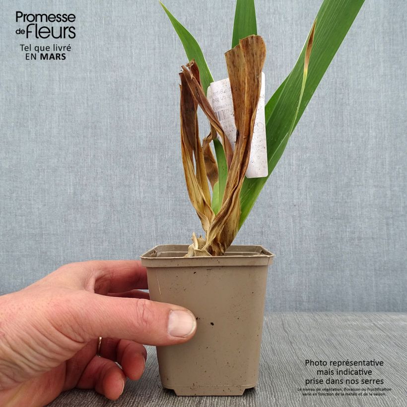 Example of Iris germanica Burnt Toffee Kweekpotje van 8/9 cm as you get in hiver