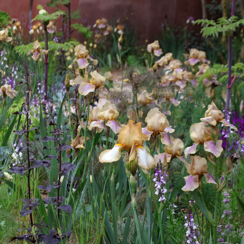 Iris germanica Burnt Toffee - Baardiris (Groeiplaats)
