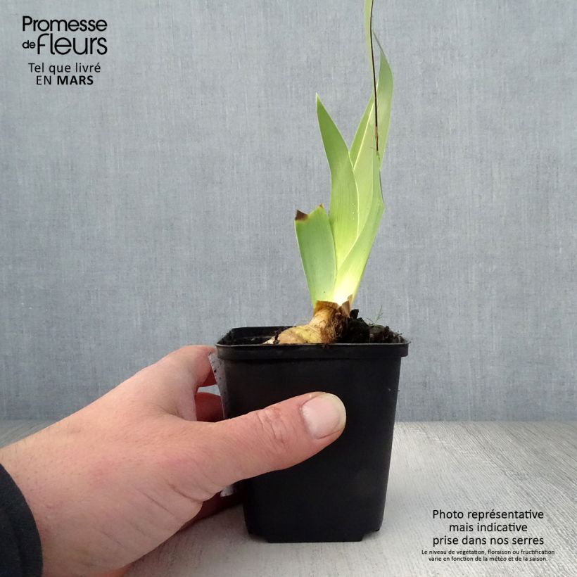 Exemplaar van Iris germanica Burst - Baardiris Kweekpotje van 8/9 cm zoals geleverd in de lente