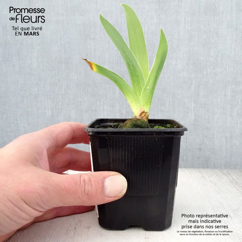Exemplaar van Iris germanica Cable Car & Penny a Pinch - Baardiris Kweekpotje van 8/9 cm zoals geleverd in de lente