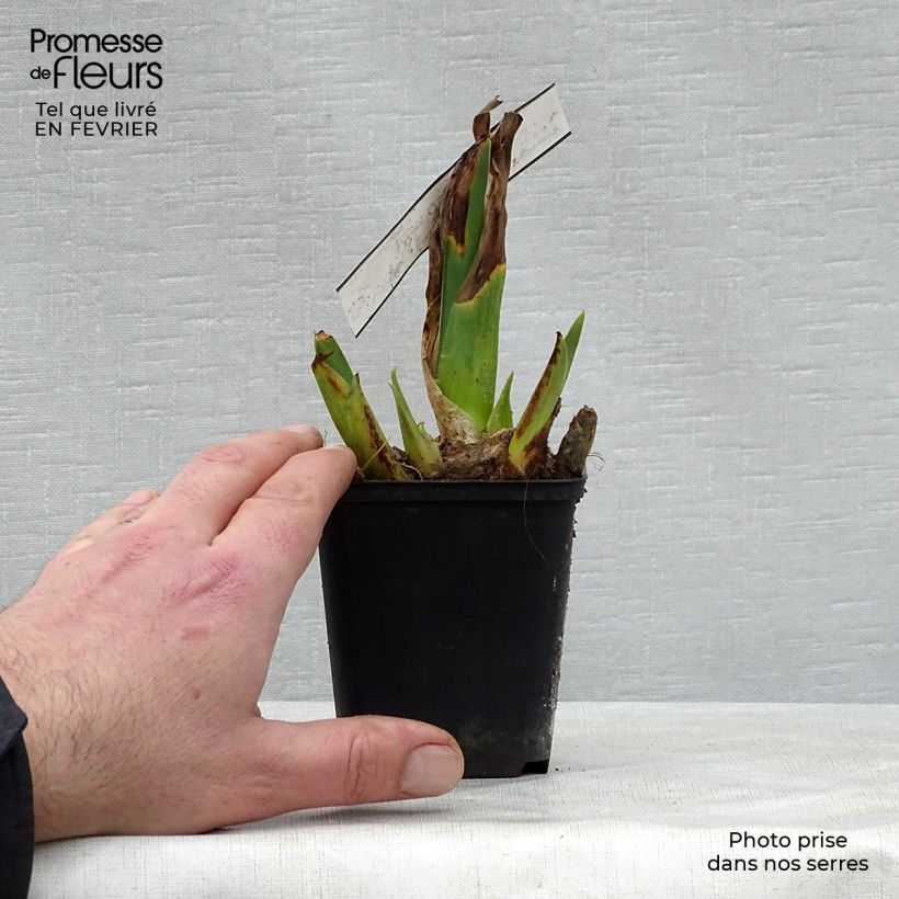 Exemplaar van Iris germanica Cameo Wine - Baardiris Kweekpotje van 8/9 cm zoals geleverd in de winter