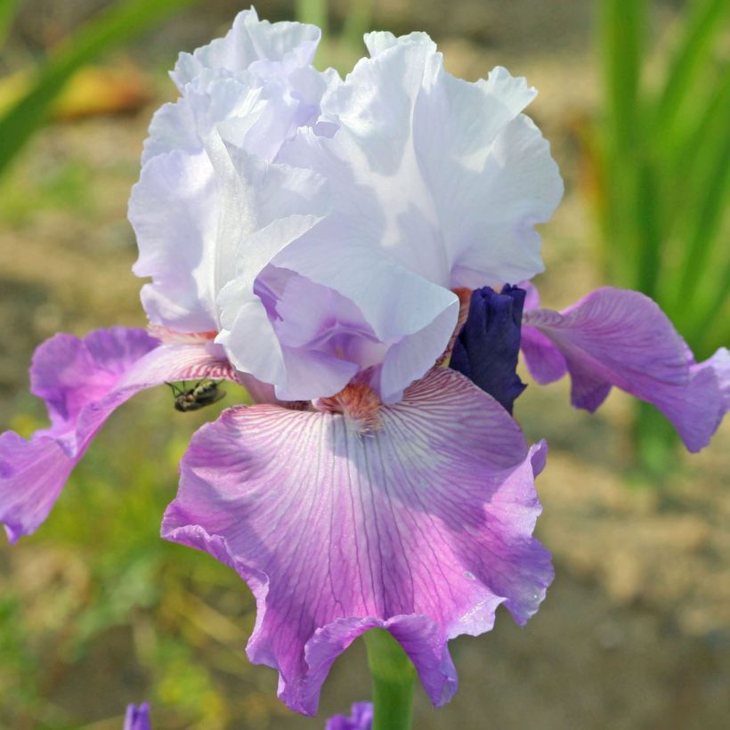 Iris germanica Carl and Sissyv - Baardiris (Bloei)