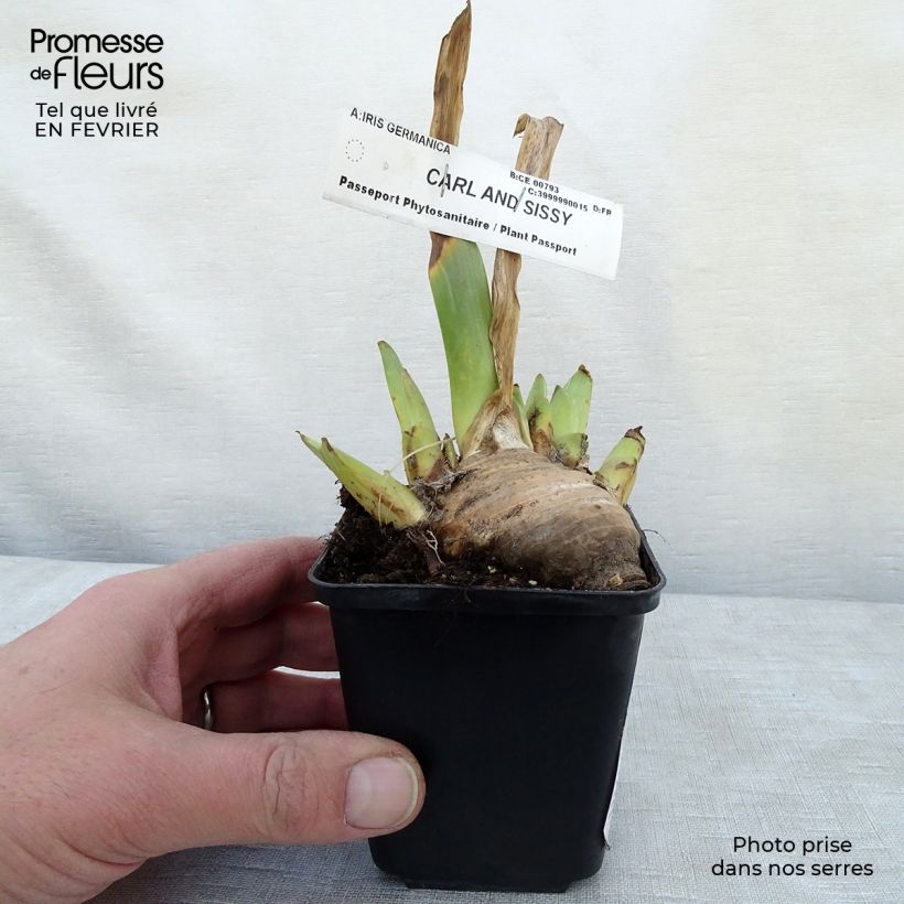 Exemplaar van Iris germanica Carl and Sissyv - Baardiris Kweekpotje van 8/9 cm zoals geleverd in de winter