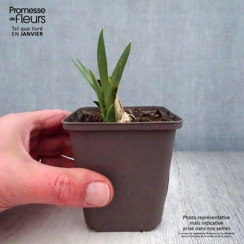 Exemplaar van Iris germanica Casque d'Or - Baardiris Kweekpotje van 8/9 cm zoals geleverd in de winter